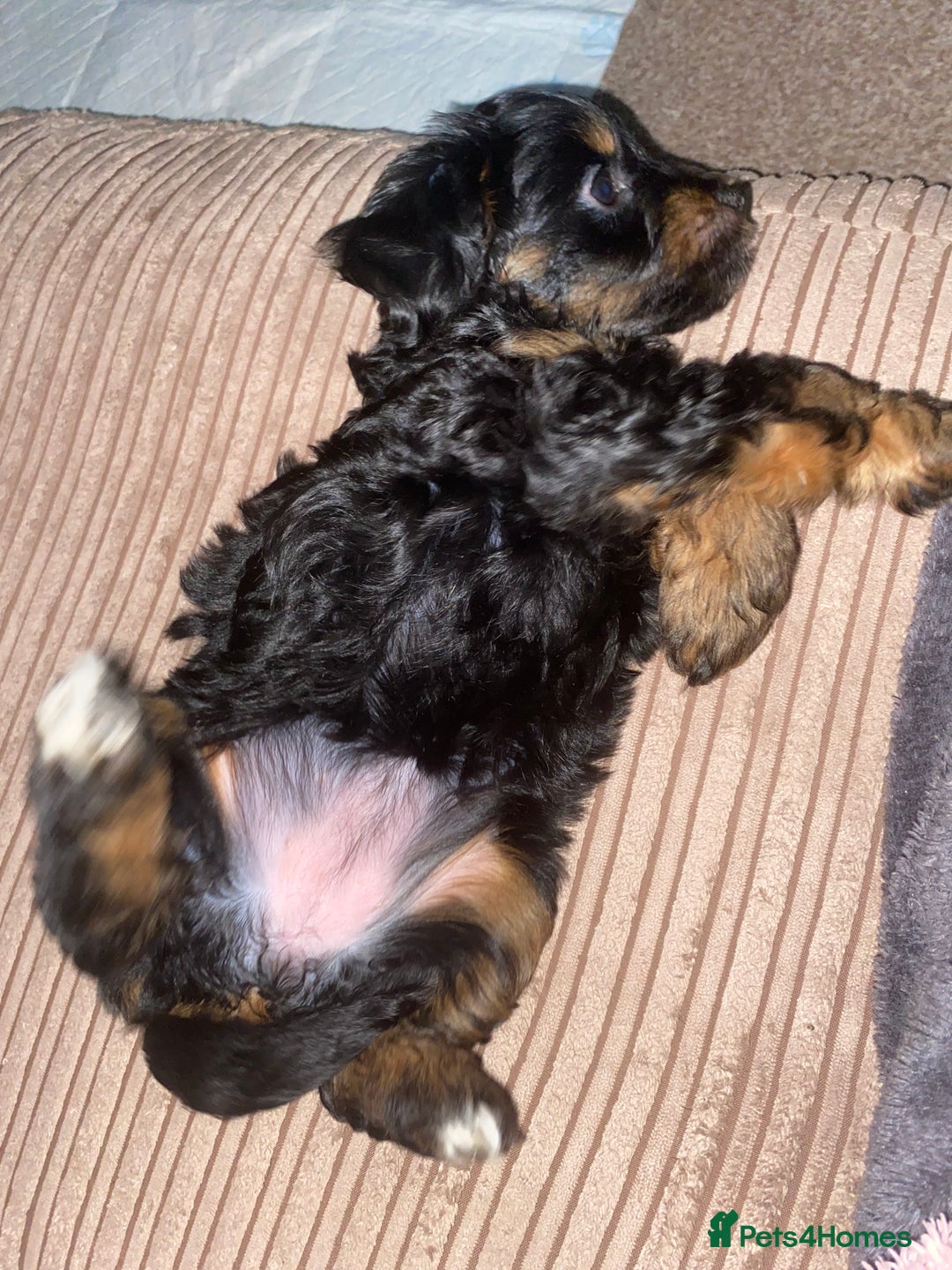 Cockapoo dogs for sale: ADD UPTO DATEREAD IN FULL  - Advert 32