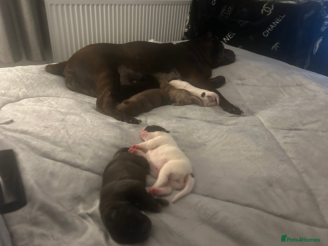 Mixed Breed dogs for sale: FULL SHAR-PEI/MASTIFF x STAFF = PUPPIES  - Advert 6
