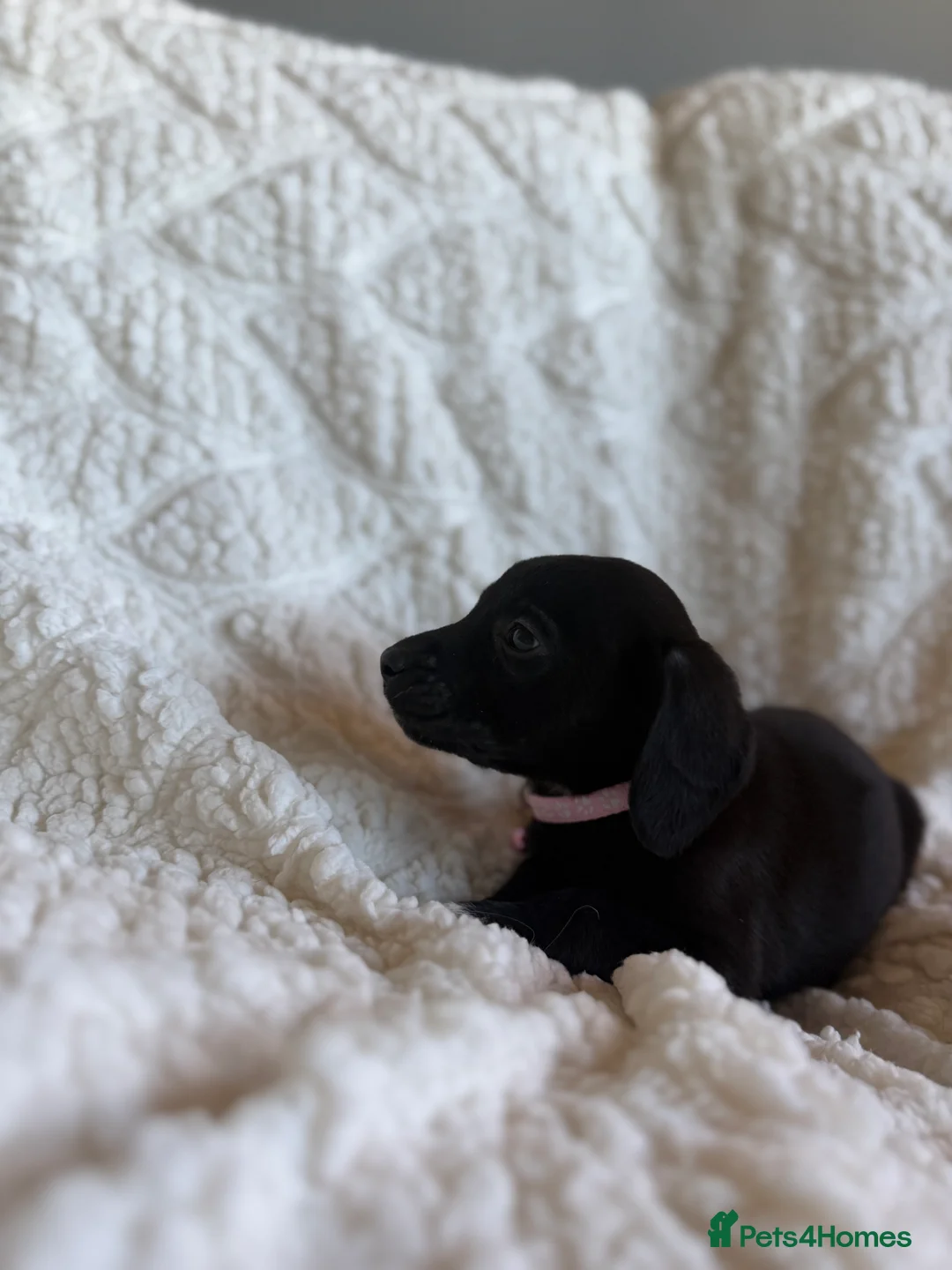 Mixed Breed dogs for sale: 9 playful beagledoor  - Advert 20