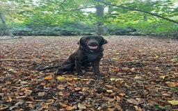 Goldador dogs for sale: Beautiful last little boy  - Image 4