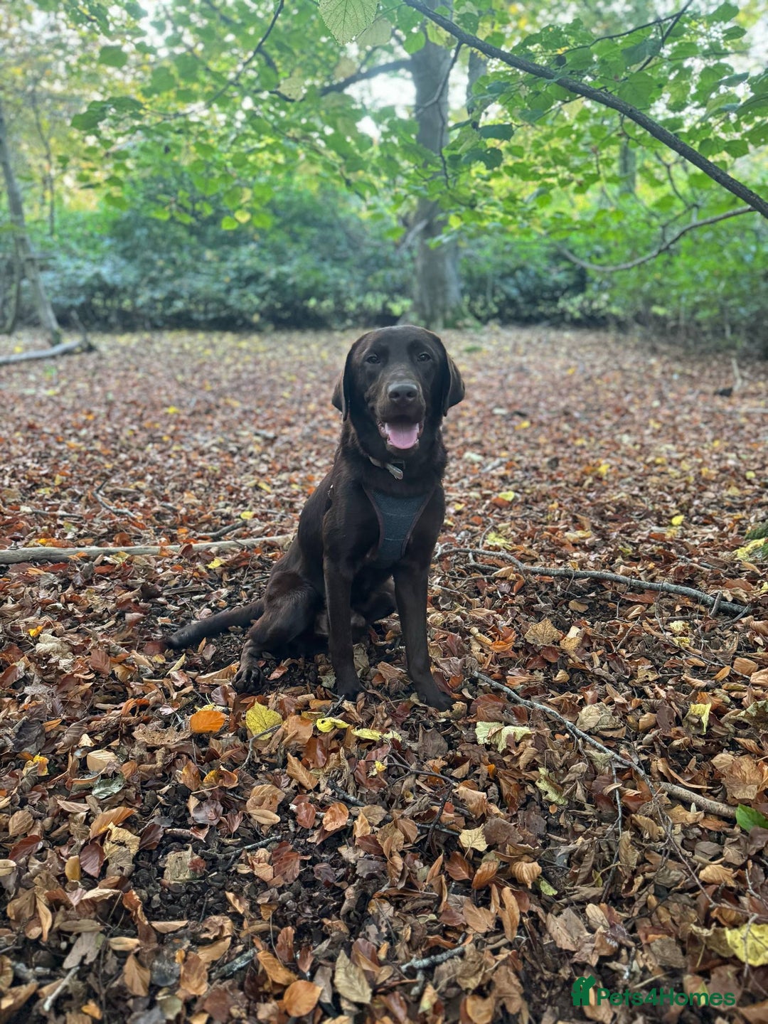 Goldador dogs for sale: Beautiful last little boy  - Image 4