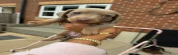 Dachshund dogs for sale: Miniature dachshunds - Advert 16
