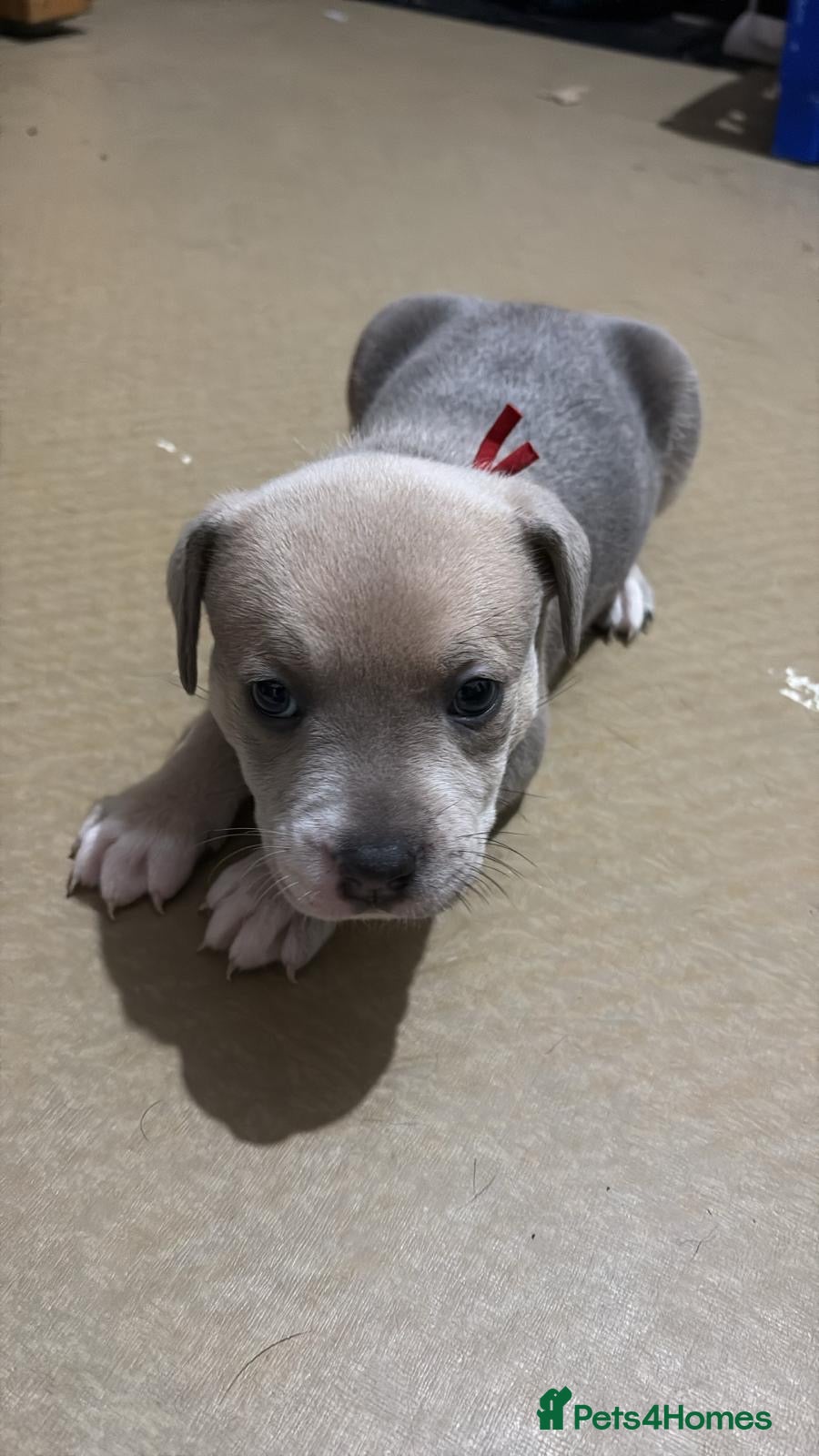 Staffordshire Bull Terrier dogs Prince  - Advert 2