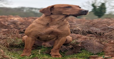 Labrador Retriever dogs - Advert 5