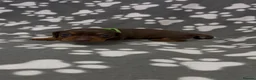 Miniature Dachshund dogs for sale:  Miniature Dachshund Puppies - Advert 24