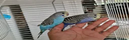 Budgerigars birds for sale: Super silly hand tamed baby budgies  - Advert 9