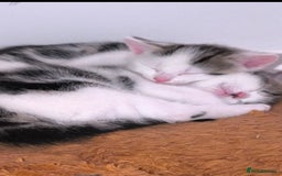 Abyssinian cats for sale: Beautiful kittens ar looking for new kind parents. - Image 15