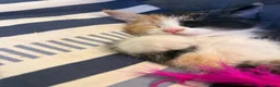 Mixed Breed cats for sale: Calico Kittens for sale  in London - Advert 3