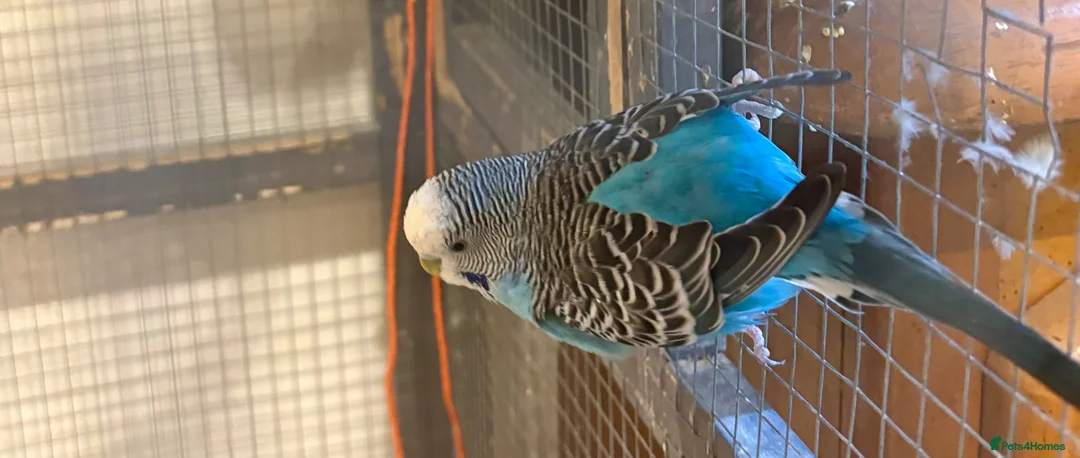 Budgerigars birds for sale: Young female budgies for sale  - Advert 16