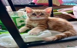 Domestic Shorthair cats for sale: Sweet Ginger Prince - Image 5