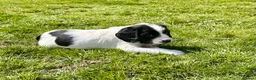 English Springer Spaniel dogs for sale: KC registered English Springer Spaniels - Advert 14
