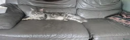 Maine Coon cats for sale: Maine Coon - Advert 18