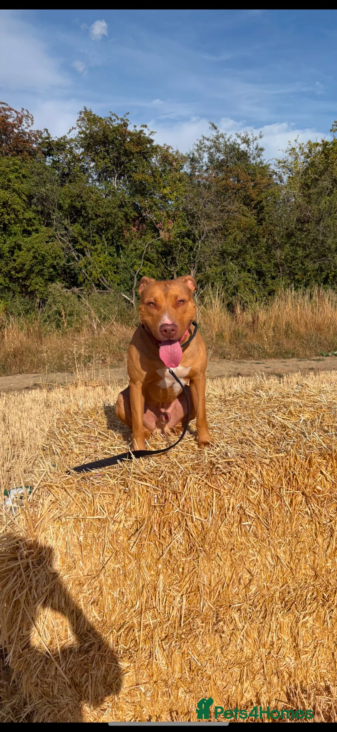 Staffordshire Bull Terrier dogs for sale: Male 2 year old staffy x in Hemel Hempstead - Advert 3