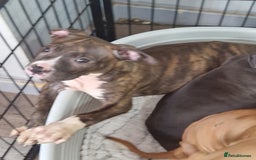 Mixed Breed dogs for sale: Presa/American Johnson bulldog - Image 18