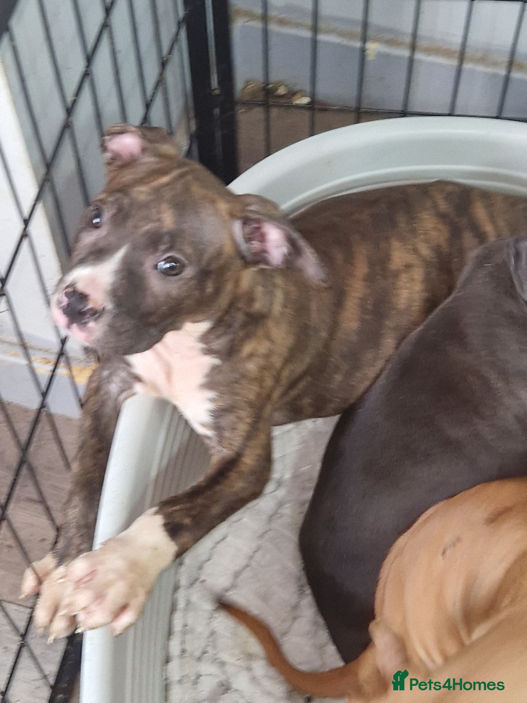 Mixed Breed dogs for sale: Presa/American Johnson bulldog - Image 18