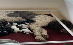 Bernedoodle dogs for sale: F1 Standard Bernedoodle Puppies  - Image 3
