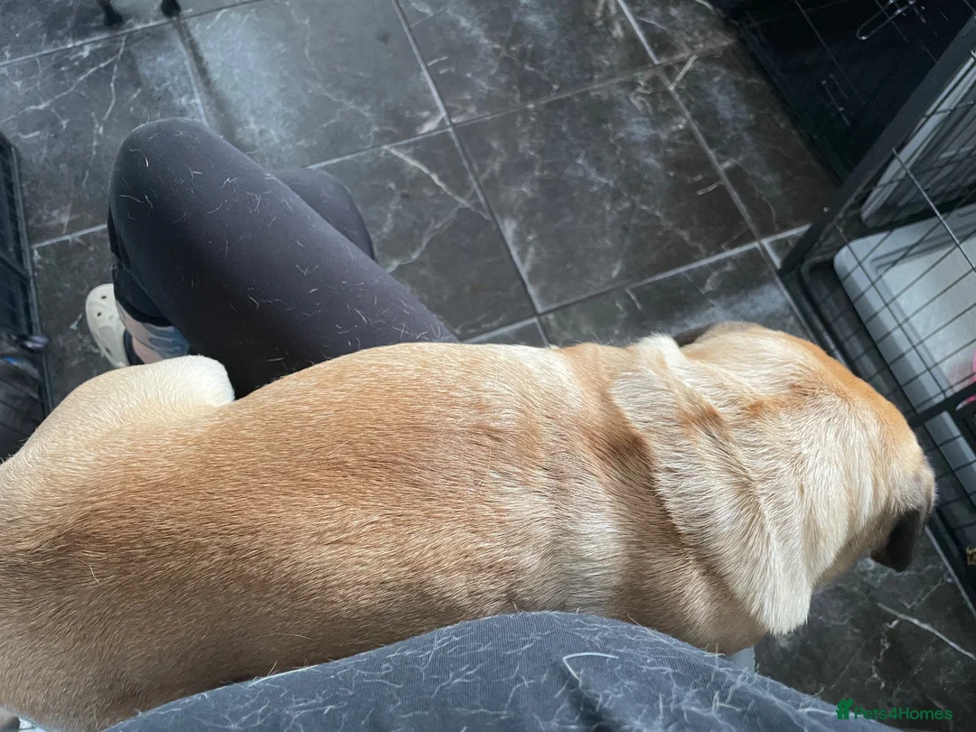 Pug dogs for sale: Handsome Apricot Male 8weeks old 💚 Pedigree Pugs in Kidderminster - Advert 20