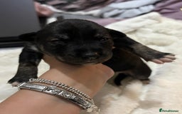 Mixed Breed dogs for sale: Husky staffy cross puppy - Advert 10