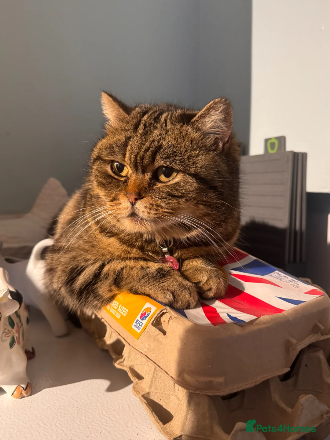 Scottish Fold cats for sale: Female Scottish fold  - Advert 1