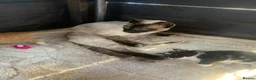 Mixed Breed cats for sale: Kittens - Advert 5
