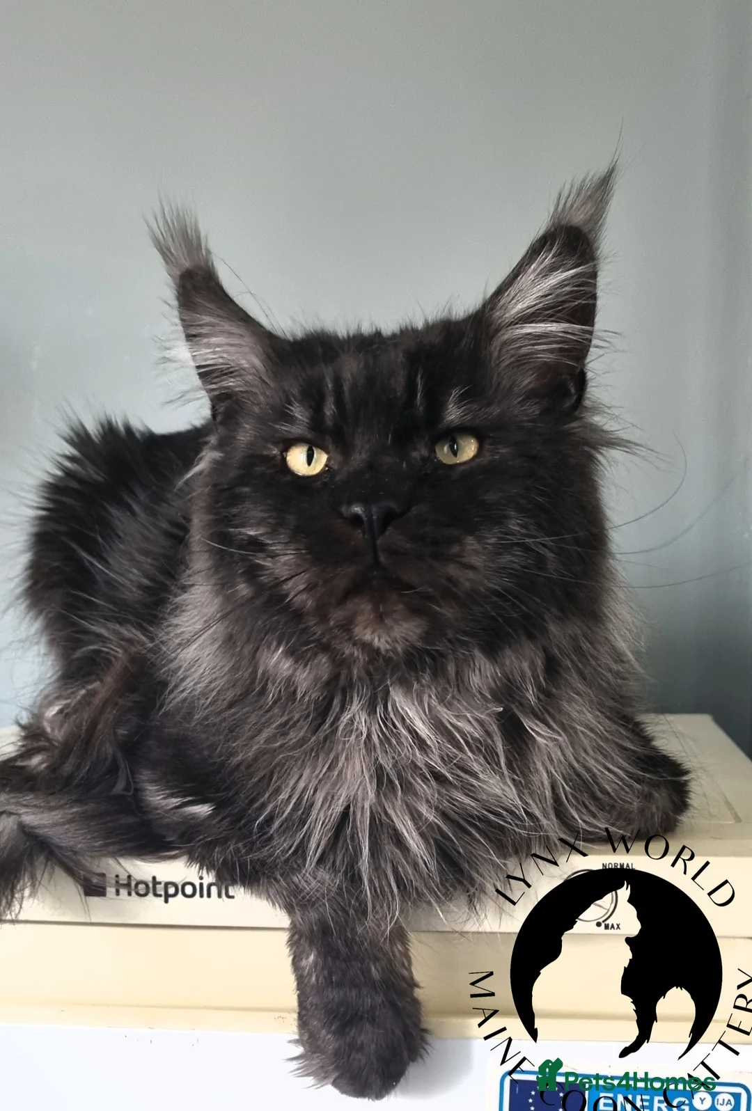 Maine Coon cats for stud: Proven Champion bloodlines stud in Doncaster - Advert 9