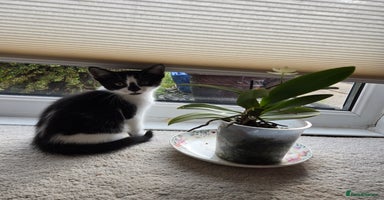 Mixed Breed cats - Advert 6