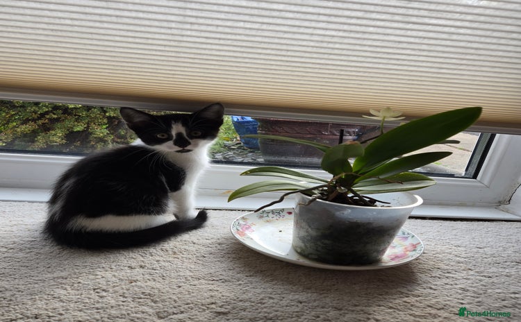 Mixed Breed cats - Advert 12