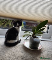 Mixed Breed cats - Advert 6