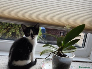 Mixed Breed cats - Advert 18