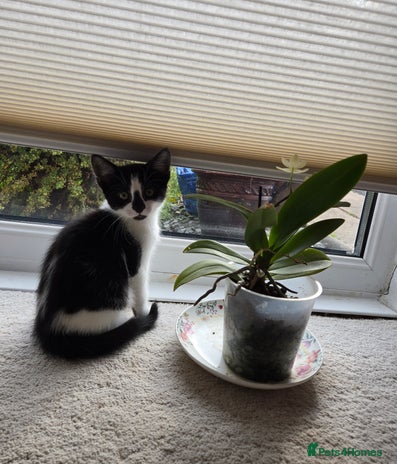 Mixed Breed cats - Advert 5