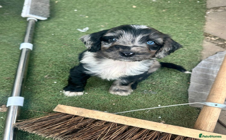 Sproodle dogs - Advert 1
