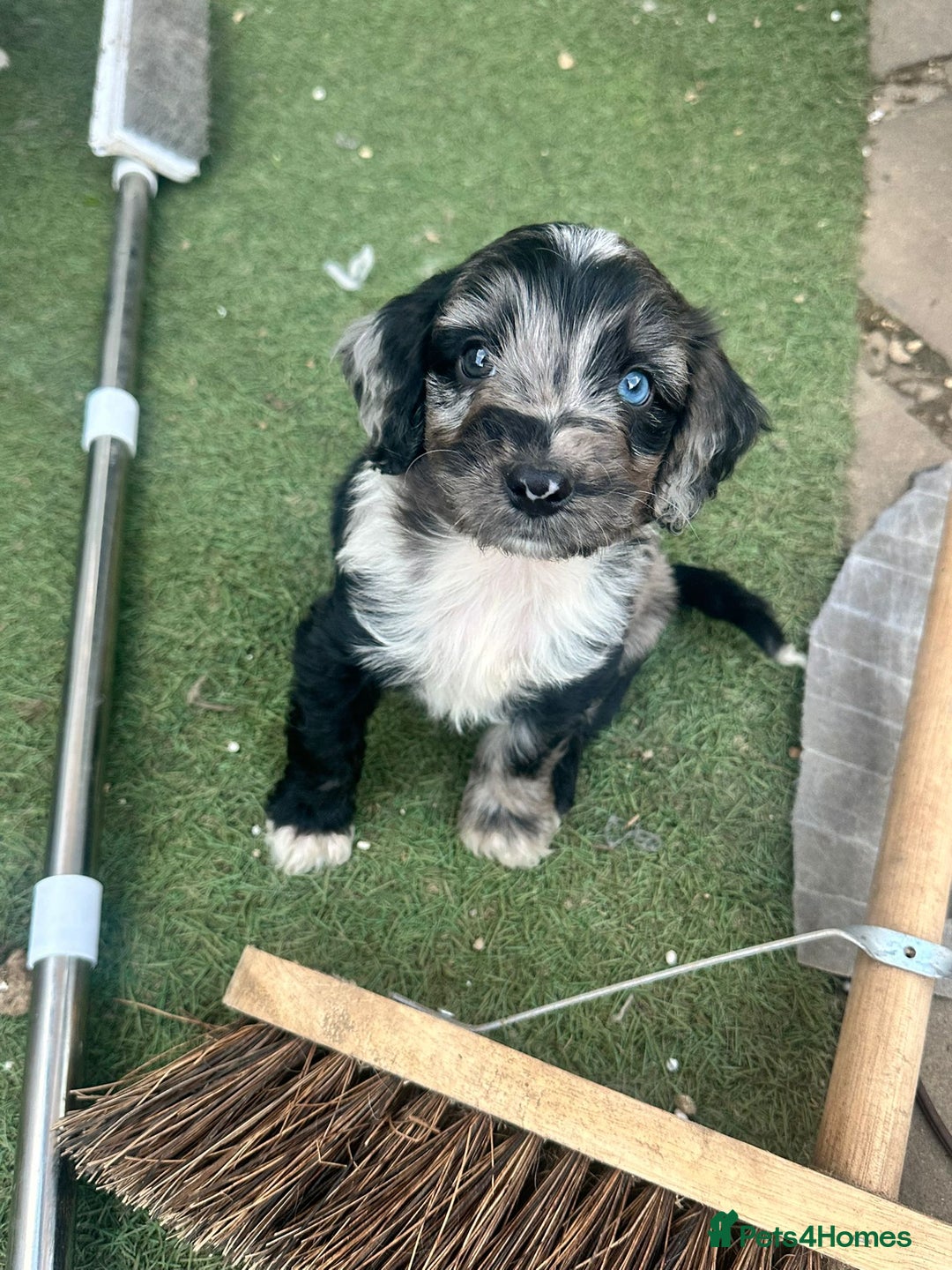 Sproodle dogs for sale: F1 Sproodle Puppies  - Image 1
