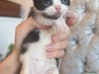 Mixed Breed cats Beautiful kittens - Advert 1