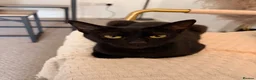 Bombay cats for sale: Beautiful cats looking for a new loving home - Advert 5