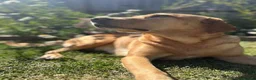 Labrador Retriever dogs for sale: Beautiful fox red labrador puppies - Advert 7