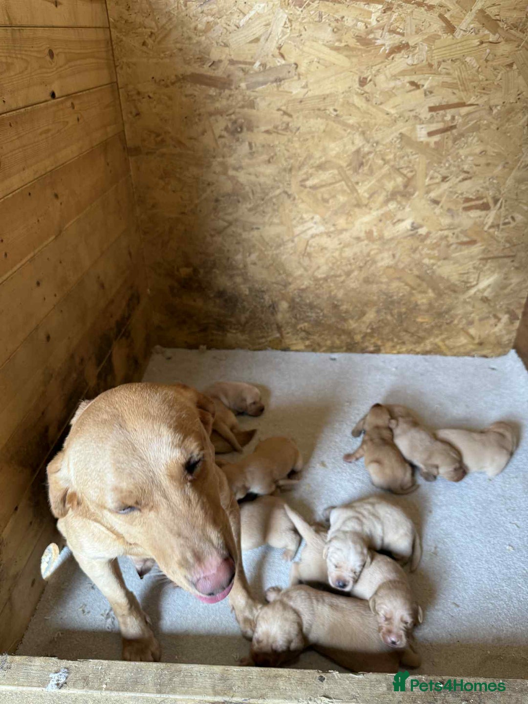 Labrador Retriever dogs for sale: KC Registered labradores ready to leave  - Image 11
