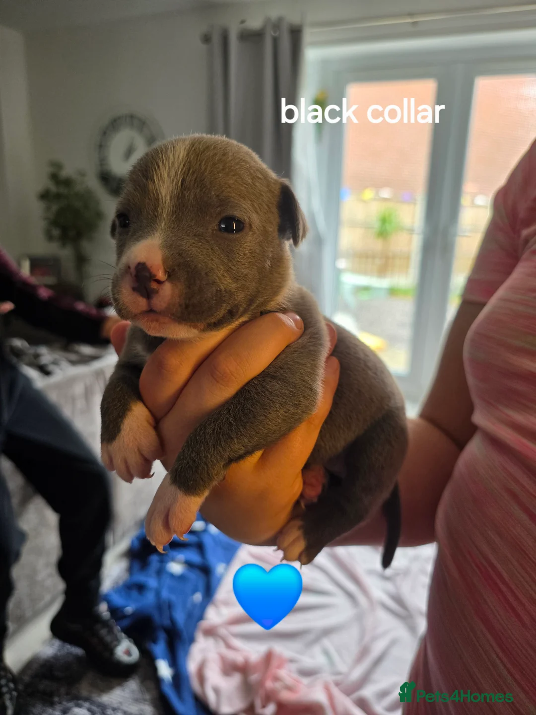 Staffordshire Bull Terrier dogs for sale: LAST ONE ** BLUE STAFFORDSHIRE BULL TERRIERS  - Advert 36