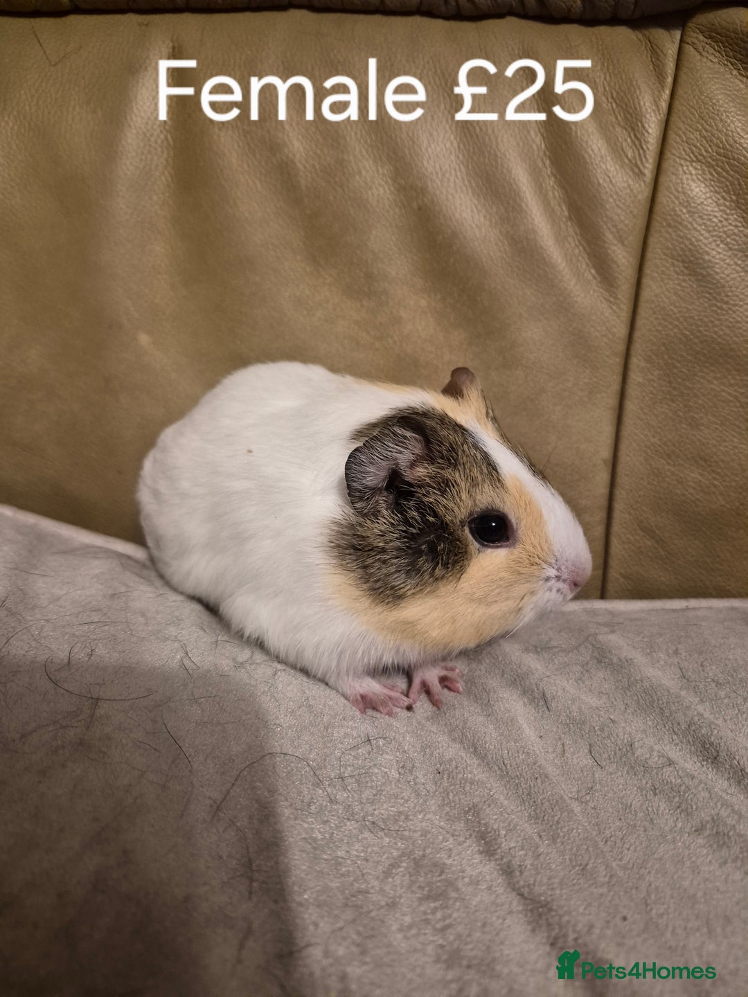 Guinea Pig rodents for sale: 5 Adorable Female Baby Guinea Pigs - Advert 9