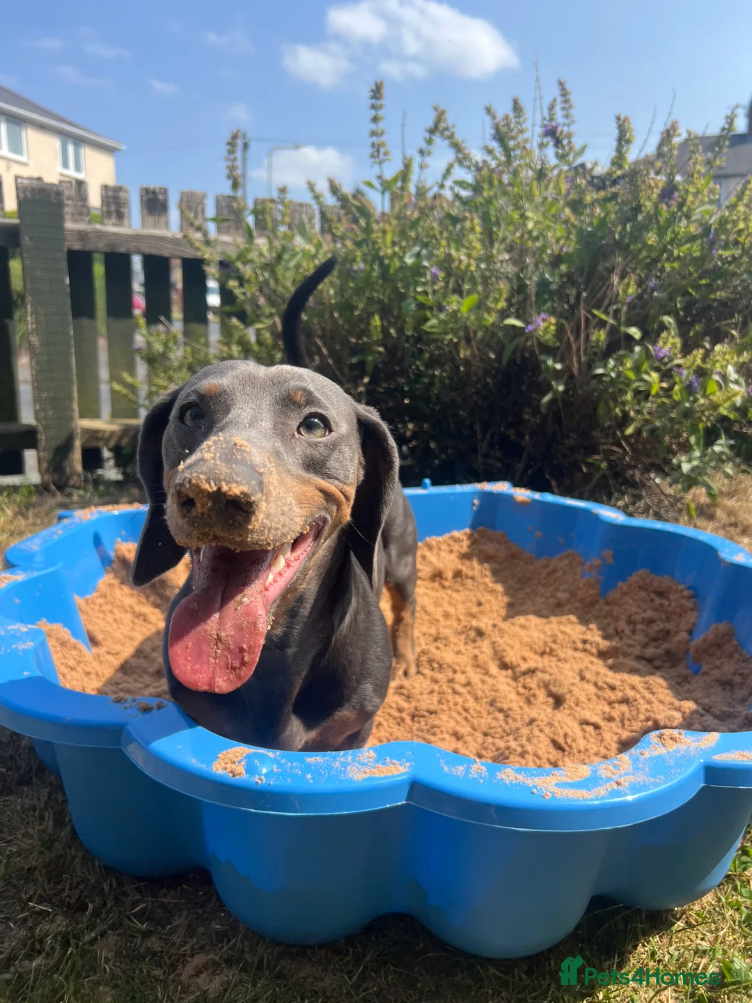 Dachshund dogs for sale: Grey and Tan Male Dachshund 17 months old - Advert 13