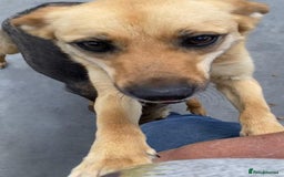 Mixed Breed dogs for adoption: Eva (Saffron), 1.5 yrs. Reserved stc. in Brixham - Image 14