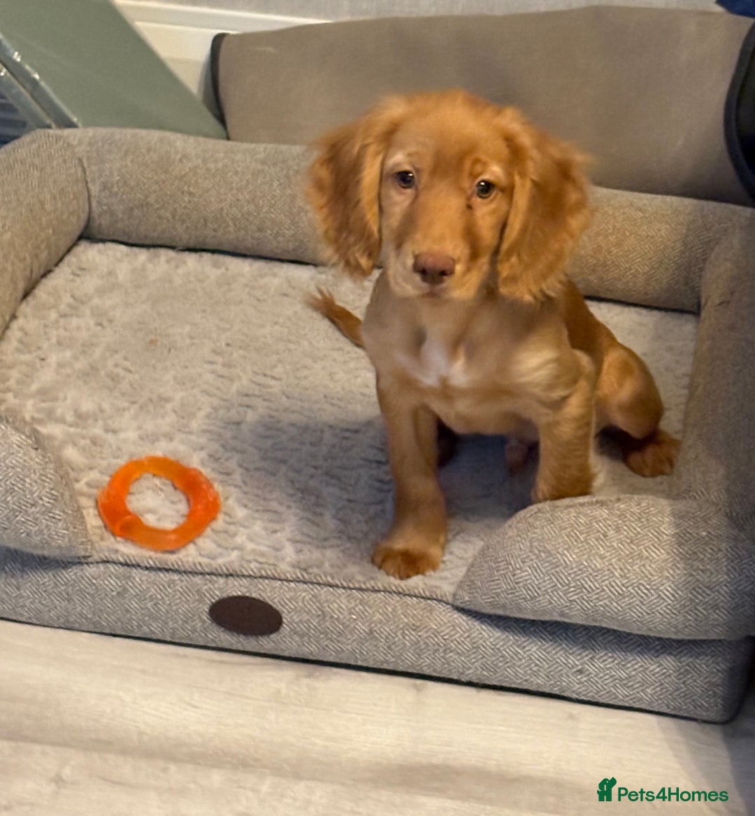 Cocker Spaniel dogs for sale: READY NOW FULLY VAX RED WORKING COCKER SPANIELS - Advert 9