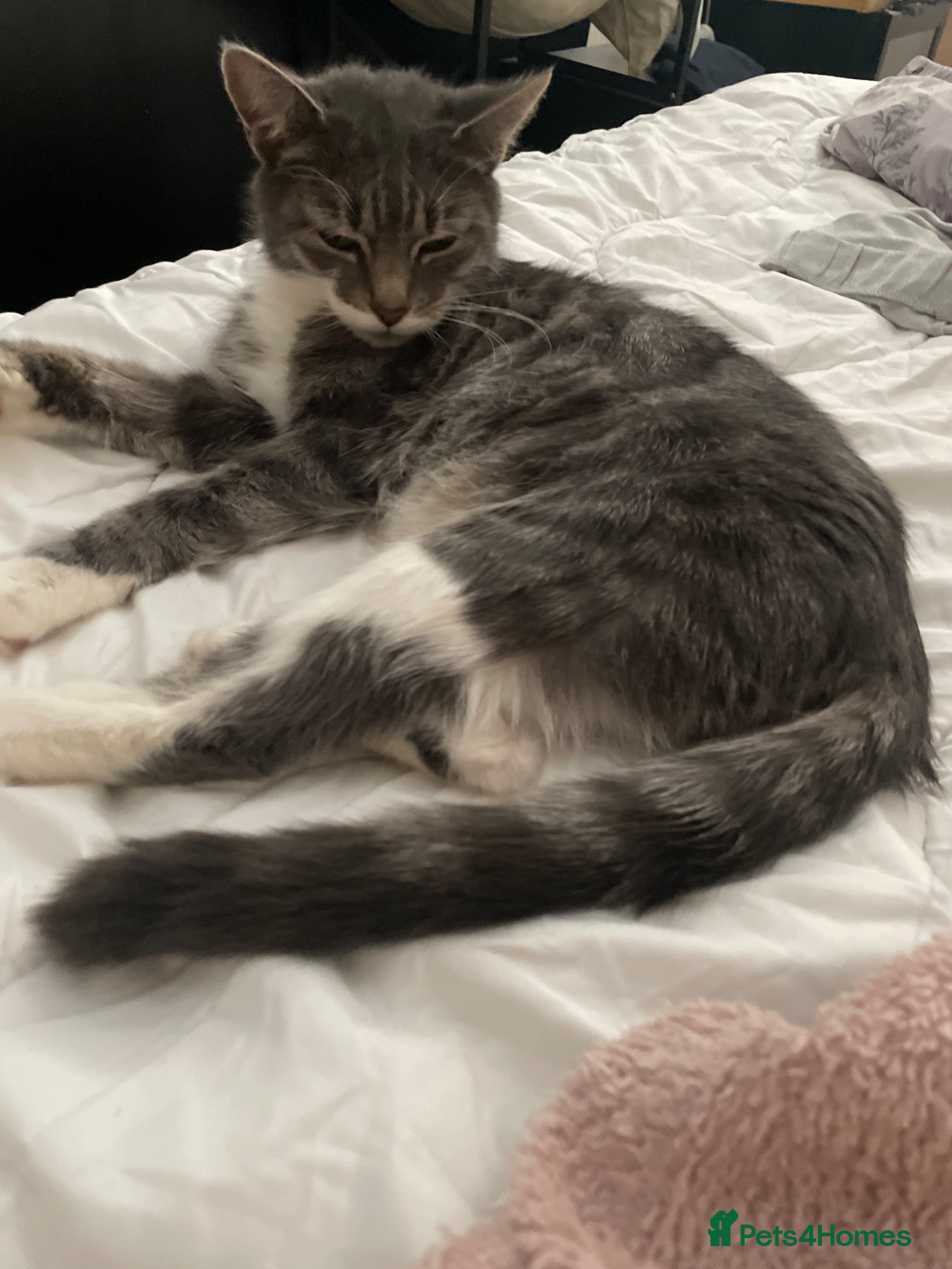 Mixed Breed cats 4 tabby kitten - Advert 1