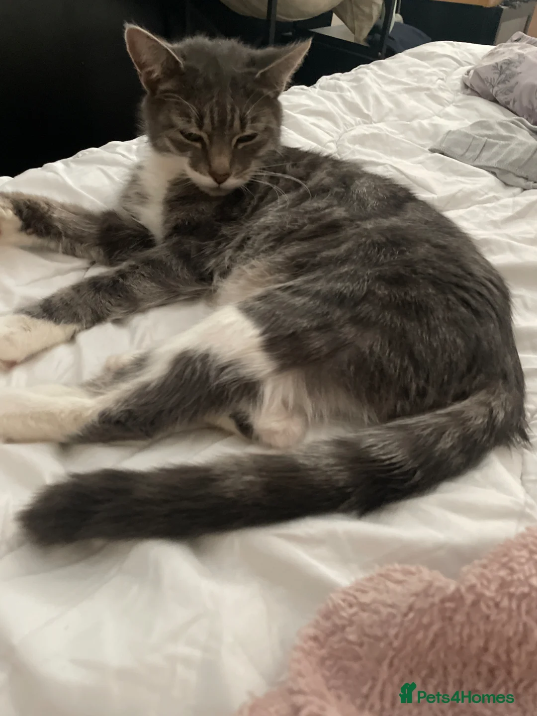 Mixed Breed cats for sale: 4 tabby kitten - Advert 1