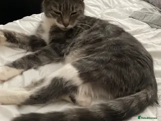 Mixed Breed cats 4 tabby kitten - Advert 1