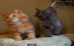 Maine Coon cats for sale: Pedigree Maine coon kittens READY NOW - Image 4