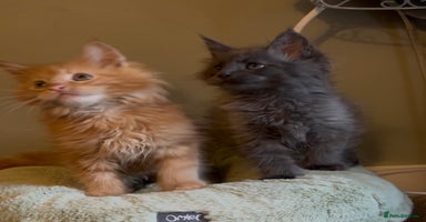 Maine Coon cats - Advert 1