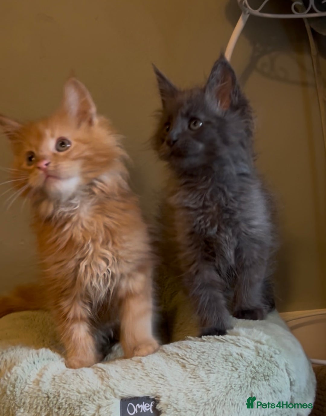 Maine Coon cats for sale: Pedigree Maine coon kittens READY NOW - Image 4