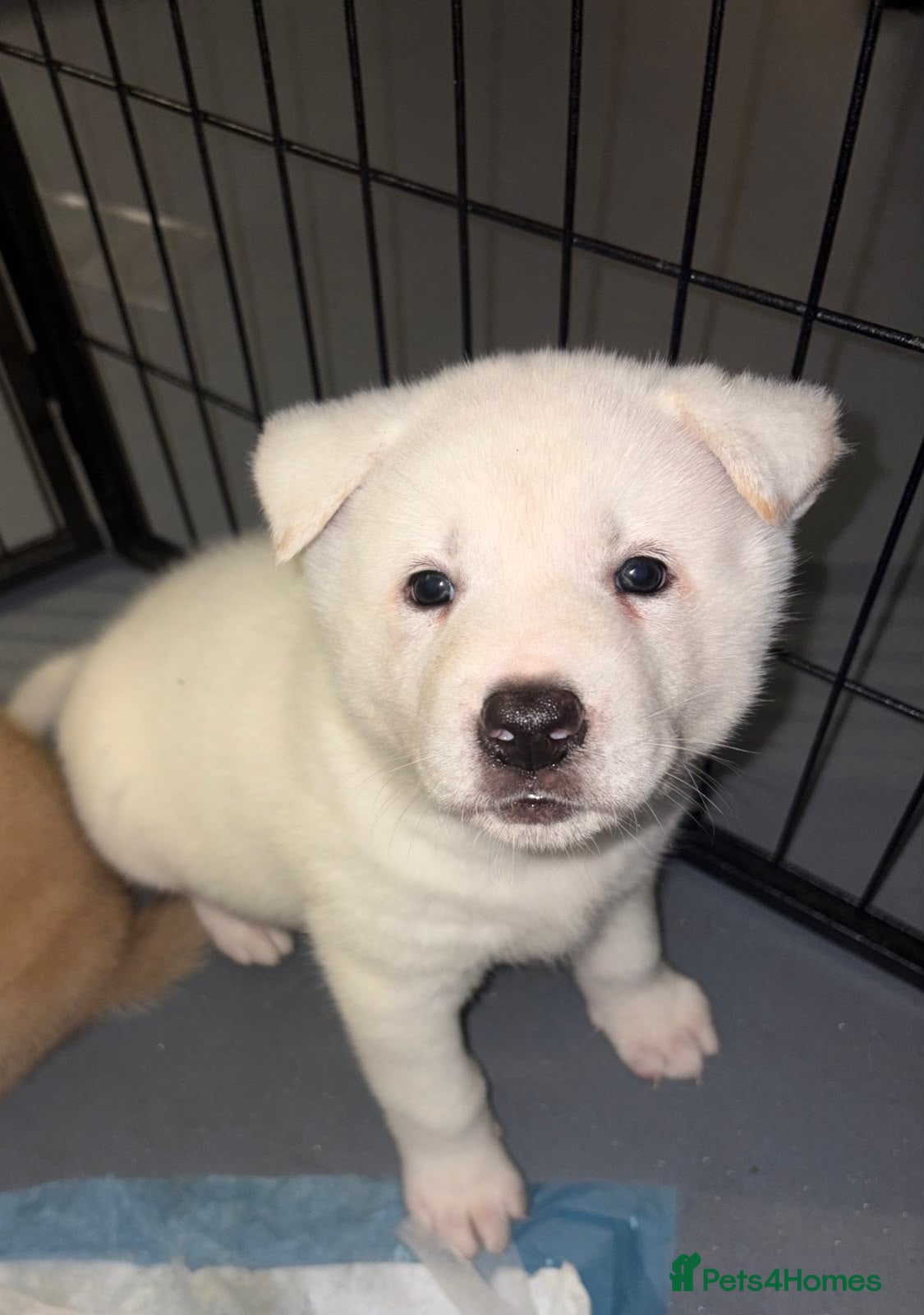 Akita dogs Akita puppies - Advert 8