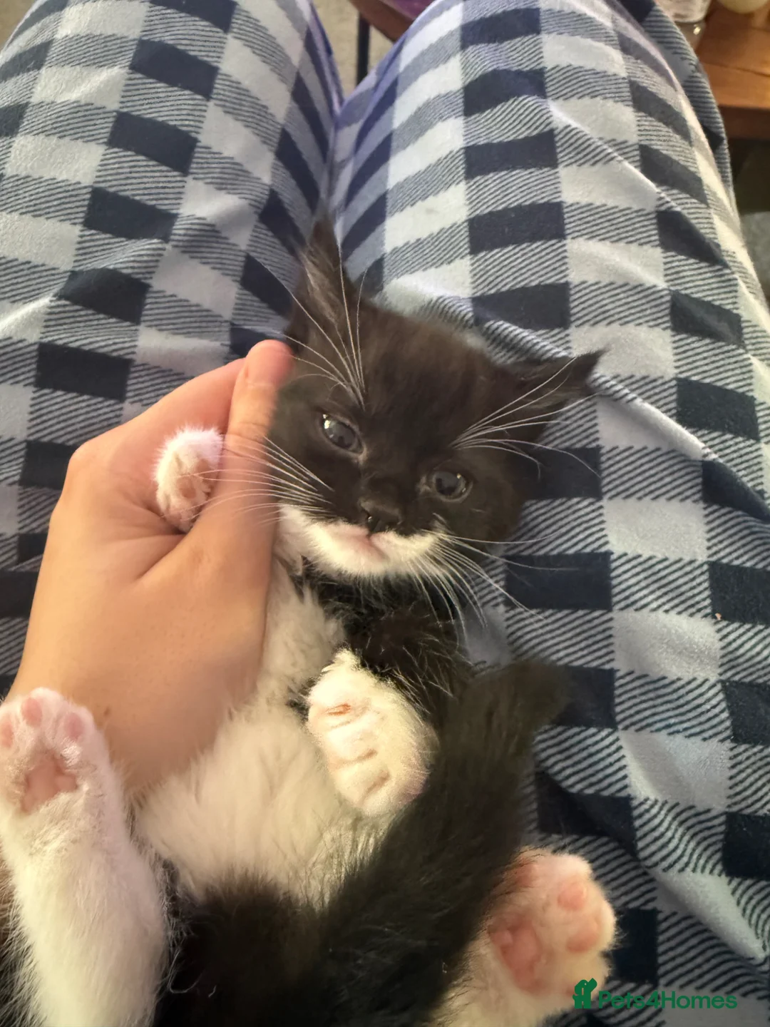 British Shorthair cats for sale: 3 Girl Kittens Available  - Advert 2