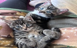 Mixed Breed cats for sale: Beautiful kittens  - Advert 6